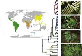 Image result for Ctenitis cirrhosa