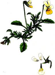Image result for Chironia laxiflora
