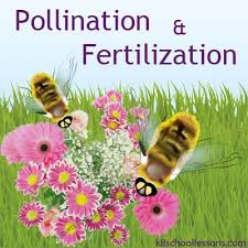 Maybe you would like to learn more about one of these? Pollination And Fertilization Science Lessons For Kids The K8 School