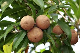 Image result for Manilkara zapota