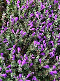 Image result for Scutellaria violascens