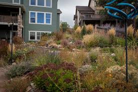 Image result for Maranthes floribunda