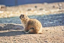 The prairie dog is one of the most visible and appreciated animals seen at devils tower national monument. 147 Arizona Ground Squirrel Photos Free Royalty Free Stock Photos From Dreamstime