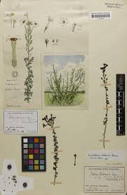 Image result for Jamesbrittenia burkeana