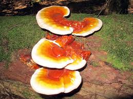 Image result for Ganoderma tsugae