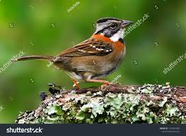 Image result for Zonotriche