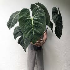 Thegaelle56 Thegaelle56 Photos Et Videos Instagram Philodendron Plants Instagram