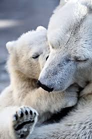 Polar Bear Cuddle Love All Animals Kutup Ayilari Cok Sirin Hayvanlar Hayvan Bebekler