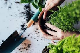 Pekarangan rumah menjadi salah satu pilihan lokasi berkebun untuk para penggiat berkebun, karena kemudahannya untuk. Berkebun Makin Asyik Dengan 10 Peralatan Yang Harus Anda Miliki Dan Tips Sukses Saat Berkebun Di