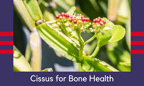 Image result for Cissus