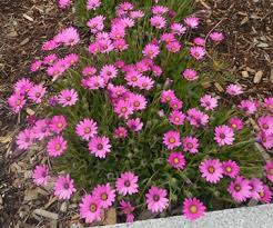 Image result for Osteospermum barberiae