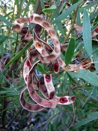 Image result for Acacia melanoxylon