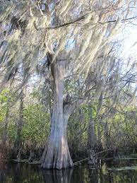The nana lutea dwarf hinoki cypress is an absolute spectacle of unique beauty. Spanish Moss On Cypress Tree On The Hillsborough River Old Florida Cypress Trees Florida