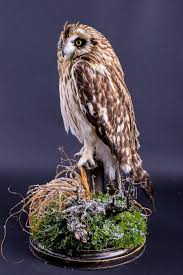 Real Taxidermy Owl Stuffed Bird Mount Museum Piece Hunting Biological Specimens Lifesize Expensivegift Huntinglodge Homedecor Taxidermy Owl Birds For Sale