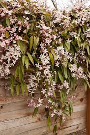 Apple Blossom Clematis Monrovia Apple Blossom Clematis Clematis Trellis Clematis Armandii Climbing Clematis