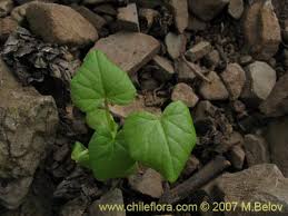 Image result for Cucumis bryoniifolius