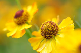 Image result for Helenium autumnale