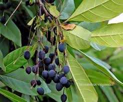 Image result for Chionanthus battiscombei