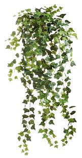 Hi I M Seelenwerk This Gallery Is Intended To Be A Little Collection Of Freeware The Rules Are Simple Anybody Can Use Them Fr Plants Ivy Plants Trendy Plants