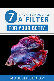 Whether betta fish need a filter or not depends on several factors including tank size, the level of care, tank mates, and more. 6 Best Filters For Your Betta Fish Reviewed 2021