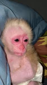 Emotional Monkey Cries When Father is Away