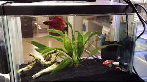 10 Gallon Fish Tank 10 Gallon Fish Tank Betta Tank Cool Fish Tanks