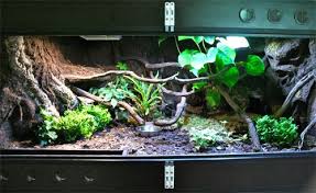 Terrariums Reptile Terrarium Snake Terrarium Reptile Enclosure