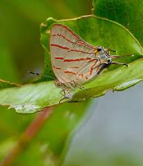 Image result for Eulophia seleensis