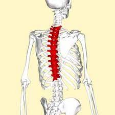 Backbones are typically fiber optic trunk lines. The Thoracic Spine Features Joints Ligaments Teachmeanatomy