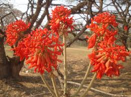 Image result for Vangueriopsis lanciflora