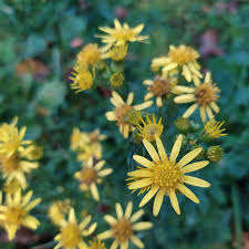 Image result for Jacobaea