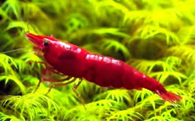 Red Cherry Shrimp Neocaridina Heteropoda Tropical Fish