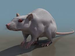 Laboratory Rat 3d Model 3d Studio Files Free Download Modeling 19550 On Cadnav 3d Model 3ds Max Model