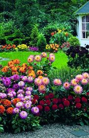 Curb Appeal Your Home With The Melody Dahlia Garden Collection A Decorative Dahlia With A Floweri Dahlias Garden Landscaping Around Trees Beautiful Gardens