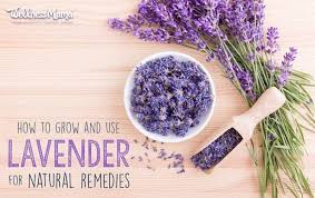 To dry lavender, it's important to harvest the flowers at the right moment, when their color is most brilliant and their scent strongest. Lavender Uses Benefits How To Grow It Wellness Mama
