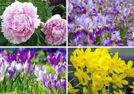 Peony produce gigantic fragrant flowers in increasing numbers year after year. The 30 Prettiest Spring Flowers For Your Garden Home Stratosphere
