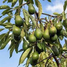 Feb 21, 2017 · factors that will make your avocado tree fruit earlier while trees typically bear in three to four years, you may get fruit earlier or later for a few reasons. How To Grow Avocados Gardener S Path