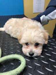 UCSF School of Dentistry Office of Admissions & Outreach Ambassadors