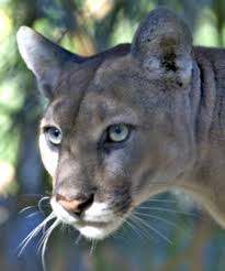 Image result for cougar in jasper national park