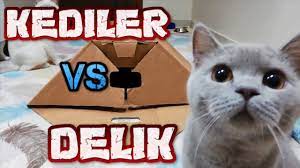 kediler vs delik mia vs lina delige meydan okuma kedi hayvan cats