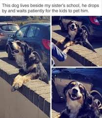 19 Funny Animal Pictures Of The Day Funny Animals Daily Lol Pics Funny Animals Funny Animal Pictures Cute Animals