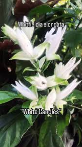 Image result for Whitfieldia