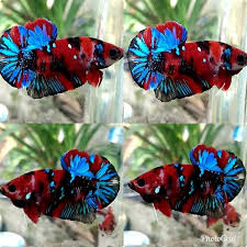 Pin On Betta