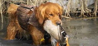 We take pride in our dogs and our puppies, and love every second of it! The Essential Golden Retriever