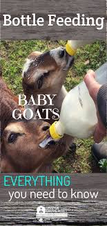 How To Bottle Feed Baby Goats Any Breed Orange Grove Road Baby Goats Goats Baby Feeding