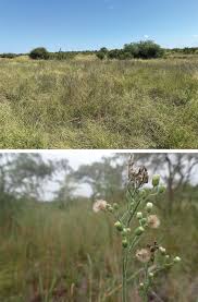 Image result for Litogyne gariepina