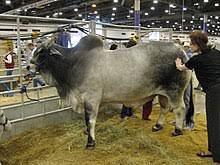 Generations of the williams family working side by side. Brahman Cattle Wikipedia