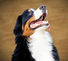 We did not find results for: Free Images Puppy Animal Painting Drawing Vertebrate Image Australian Shepherd Bernese Mountain Dog Berner Dog Like Mammal Senner Dog 3104x2792 982032 Free Stock Photos Pxhere