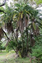 Image result for Triraphis schinzii