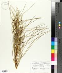 Image result for Afroligusticum runssoricum